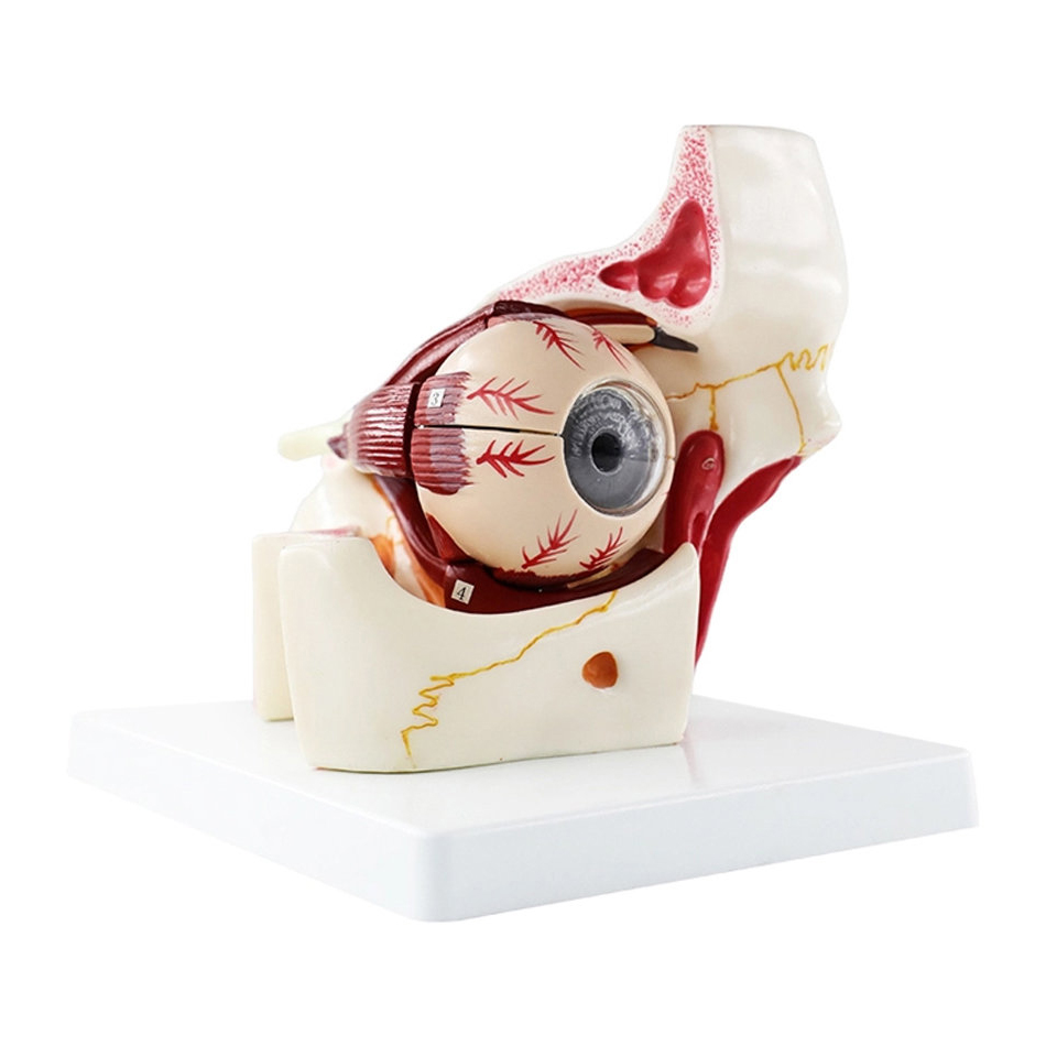 Biology 6 Times Human Eye Model Giant Anatomy For Science Teaching Medical