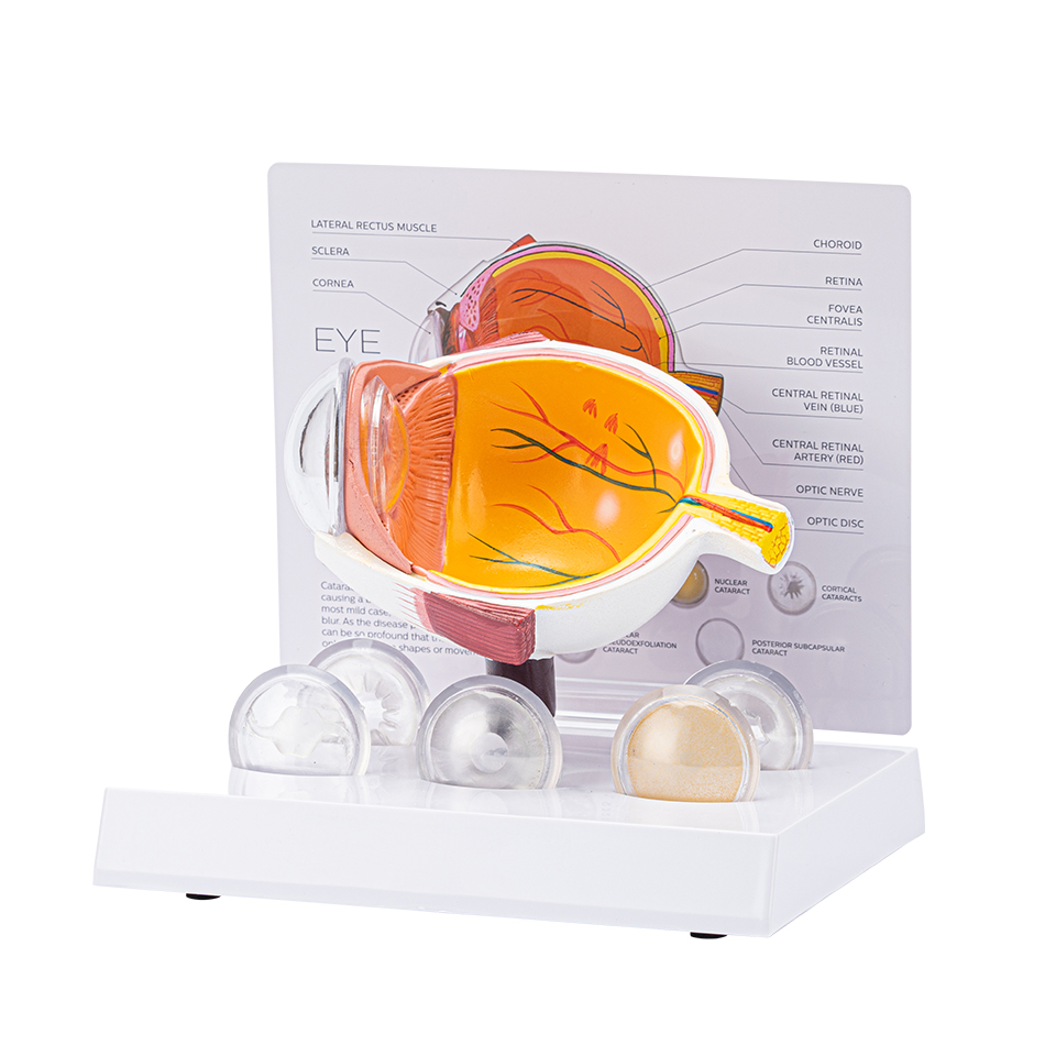 Cornea Eyeball Model