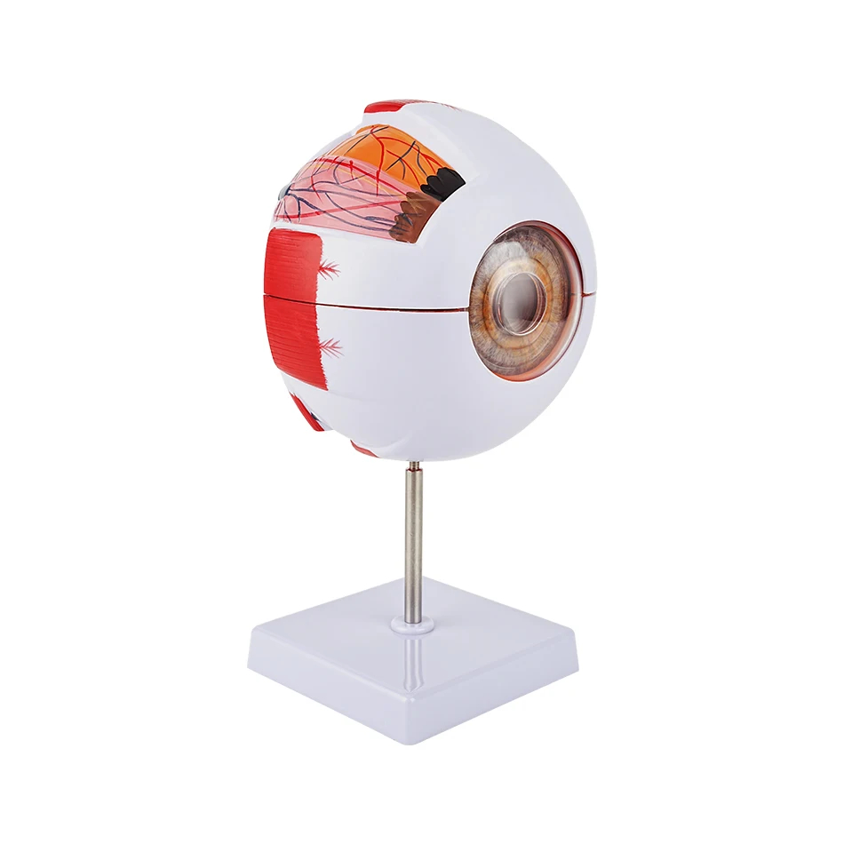Eyeball Model Anatomical Eye Model